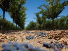 Veraison: grapes in full colour
