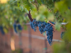 Bordeaux adopts grapes from other countries