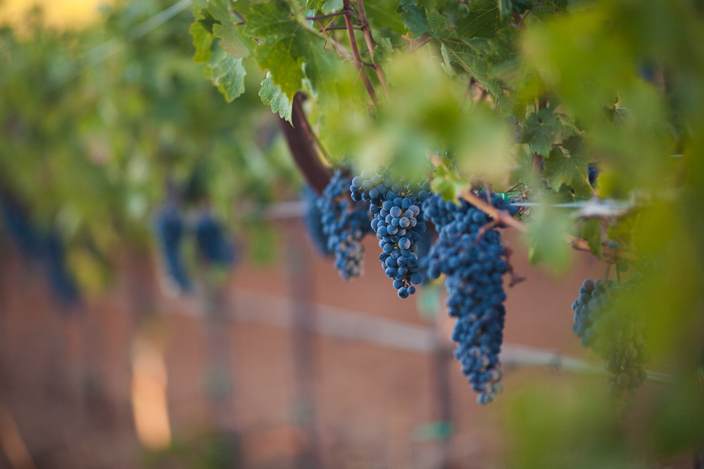 Bordeaux adopts grapes from other countries