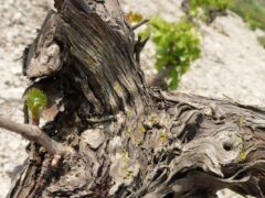 Maltese Heroism in a Bottle