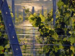 Sunblock for wine grapes