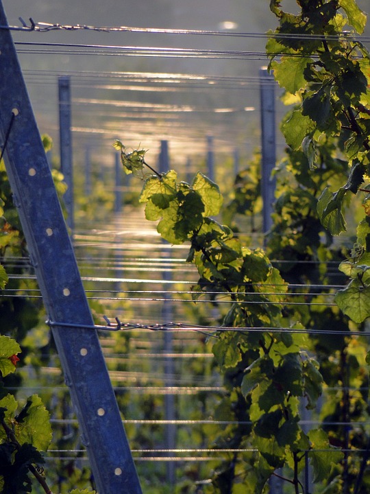 Sunblock for wine grapes Sunblock for wine grapes