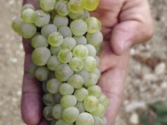 You say varietal, I say variety