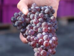 Growing Fond of Grenache Noir
