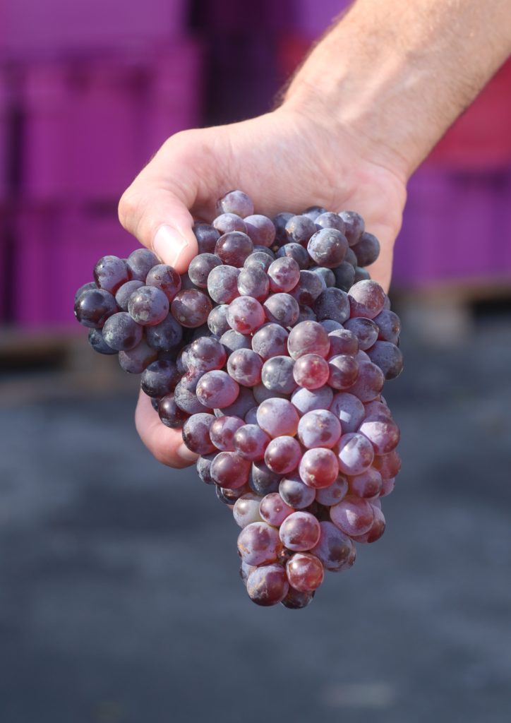 Growing Fond of Grenache Noir