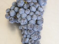 Gorgeous Garrigue in My Glass
