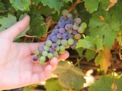 Contemporary Cabernet Sauvignon