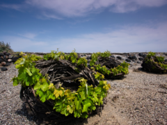 Assyrtiko de France