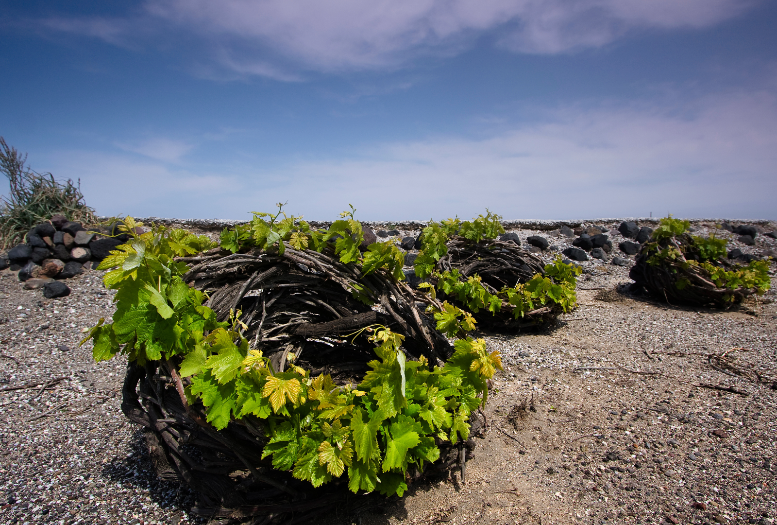 Assyrtiko de France Assyrtiko de France